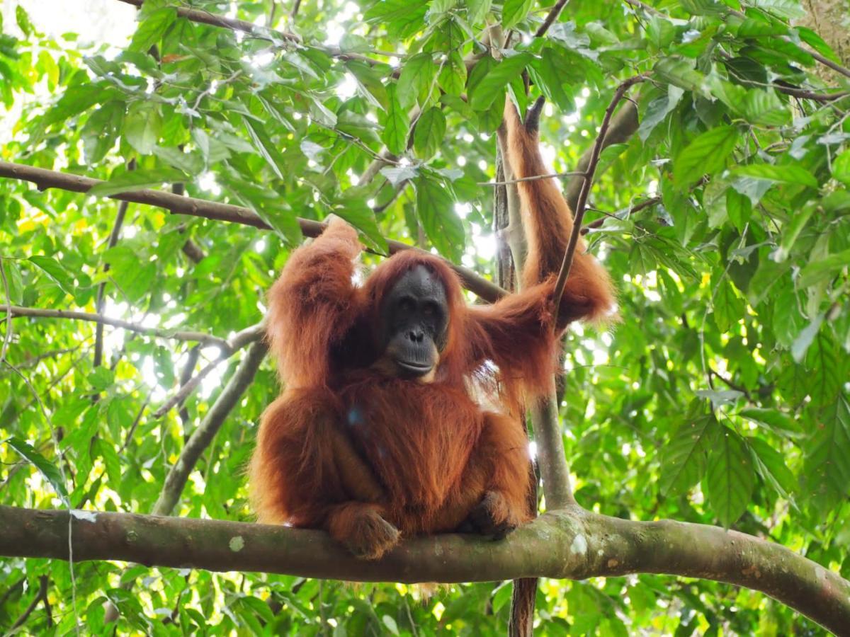Lucky Bamboo'Bungalows-Resto And Orangutan Jungle Trekking Tours Bukit Lawang Exteriér fotografie