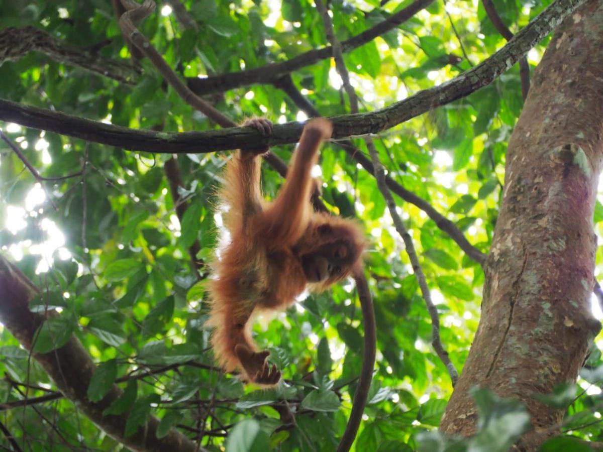 Lucky Bamboo'Bungalows-Resto And Orangutan Jungle Trekking Tours Bukit Lawang Exteriér fotografie