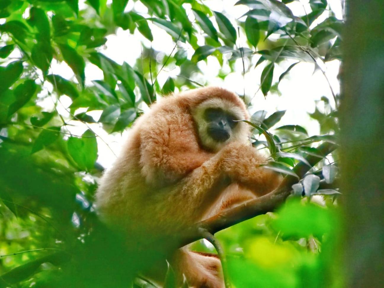 Lucky Bamboo'Bungalows-Resto And Orangutan Jungle Trekking Tours Bukit Lawang Exteriér fotografie